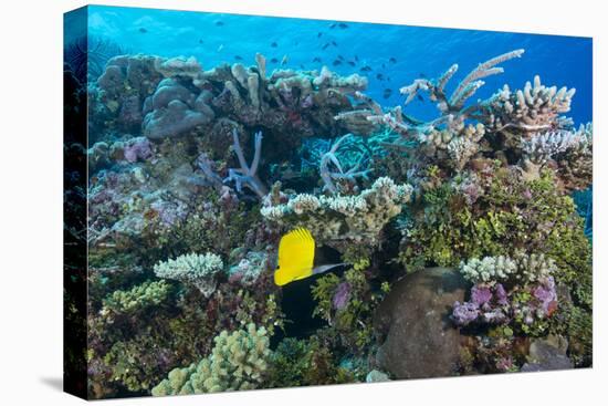 Colourful Healthy Hard and Soft Coral Reef with Long Nosed Butterflyfish (Forcipiger Flavissimus)-Louise Murray-Premier Image Canvas