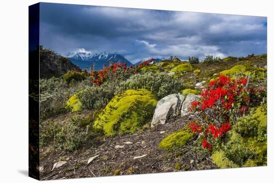 Colourful Moss on an Island in the Beagle Channel-Michael Runkel-Premier Image Canvas