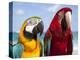 Colourful Parrots, Punta Cana, Dominican Republic, West Indies, Caribbean, Central America-Frank Fell-Premier Image Canvas