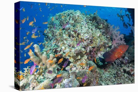 Colourful Reef Fish and Leopard Coral Grouper, Queensland, Australia-Louise Murray-Premier Image Canvas
