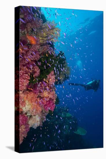 Colourful Reef Fish (Orange and Purple Anthias Sp.) Plus with Hard and Soft Corals on Reef Wall-Louise Murray-Premier Image Canvas