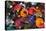 Colourful Tajines, Essaouira, Atlantic Coast, Morocco, North Africa, Africa-Stuart Black-Premier Image Canvas