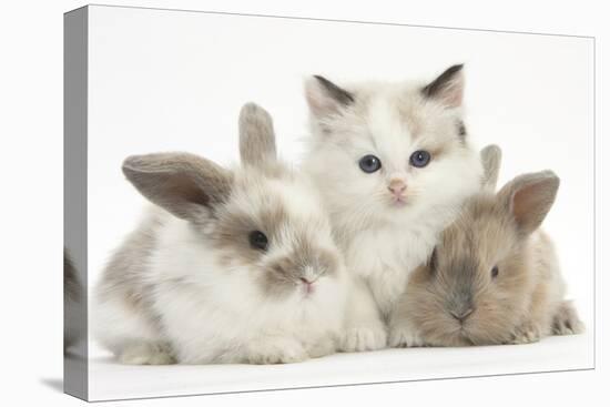 Colourpoint Kitten with Two Baby Rabbits-Mark Taylor-Premier Image Canvas