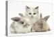 Colourpoint Kitten with Two Baby Rabbits-Mark Taylor-Premier Image Canvas