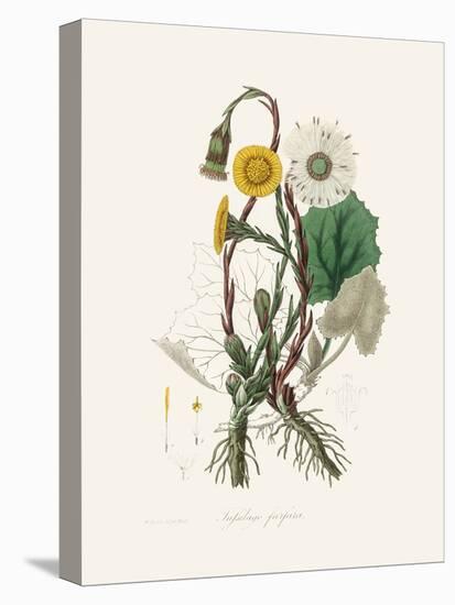 Coltsfoot (Tussilago Farfara) Medical Botany-John Stephenson and James Morss Churchill-Premier Image Canvas