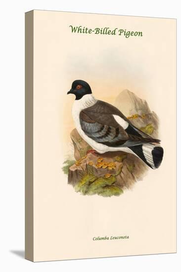 Columba Leuconota - White-Billed Pigeon-John Gould-Stretched Canvas