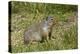 Columbia Ground Squirrel, Rogers Pass, Glacier National Park, British Columbia, Canada-Michel Hersen-Premier Image Canvas