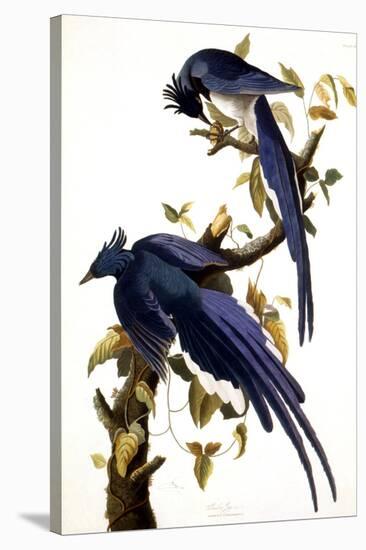 Columbia Jay, 1830,-John James Audubon-Premier Image Canvas