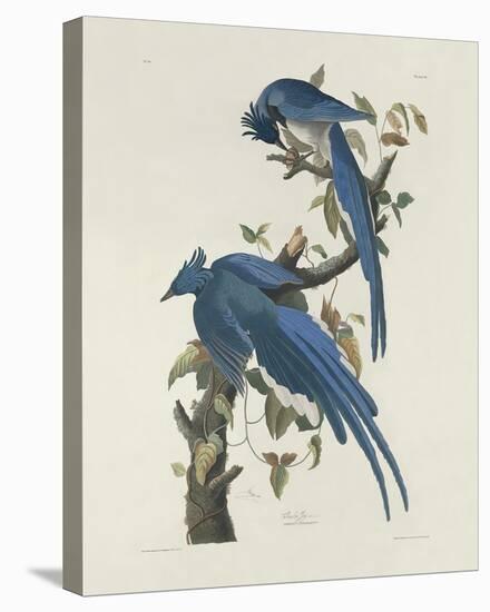 Columbia Jay-James Audubon-Stretched Canvas
