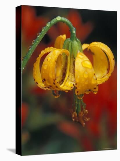 Columbia Tiger Lily, Stampede Pass, Cascade Mountains, Washington, USA-Darrell Gulin-Premier Image Canvas