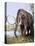 Columbian Mammoth-null-Premier Image Canvas