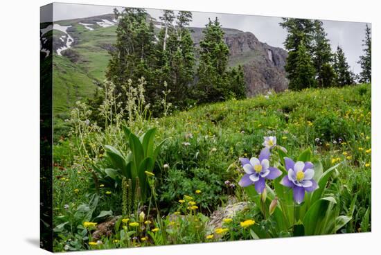 Columbine and Wildflowers in Colorado Mountain Basin-kvd design-Premier Image Canvas