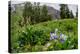 Columbine and Wildflowers in Colorado Mountain Basin-kvd design-Premier Image Canvas