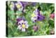 Columbine Flowers, Usa-Lisa S. Engelbrecht-Premier Image Canvas