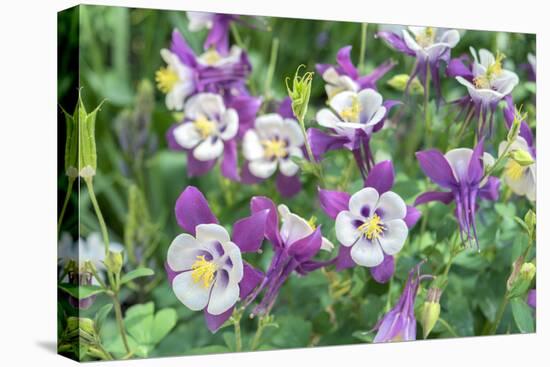 Columbine Flowers, Usa-Lisa S. Engelbrecht-Premier Image Canvas