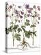 Columbine Flowers-Georgette Douwma-Premier Image Canvas