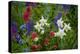 Columbine, Indian Paintbrush, Bluebells, and Lupine, Utah-Howie Garber-Premier Image Canvas