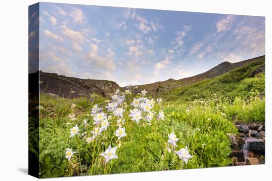 Columbine Morning II-Dan Ballard-Premier Image Canvas