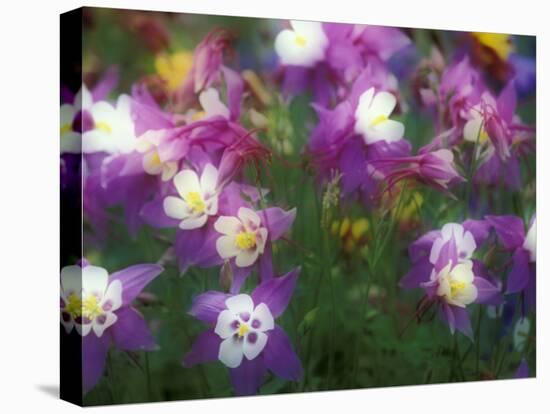 Columbine, Salem, Oregon, USA-Darrell Gulin-Premier Image Canvas