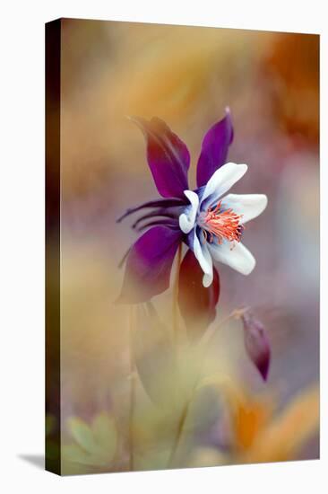 Columbine-Jacky Parker-Premier Image Canvas