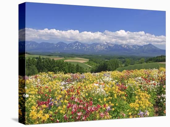 Columbines and Mt. Tokachi Range-null-Premier Image Canvas