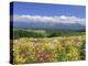 Columbines and Mt. Tokachi Range-null-Premier Image Canvas