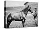 Comanche, Captain Keogh's Mount, the Only Survivor of Custer's Last Stand, 25th June 1876-null-Premier Image Canvas