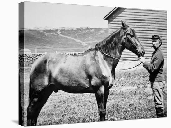 Comanche, Captain Keogh's Mount, the Only Survivor of Custer's Last Stand, 25th June 1876-null-Premier Image Canvas