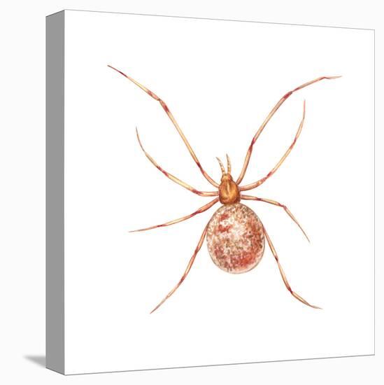 Comb-Footed Weaver (Theridion Tepidariorum), Spider, Arachnids-Encyclopaedia Britannica-Stretched Canvas