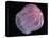 Comb Jelly (Beroe Cucumis), Deep Sea Atlantic Ocean-David Shale-Premier Image Canvas