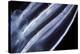 Comb Jelly, Close Up-Alexander Semenov-Premier Image Canvas