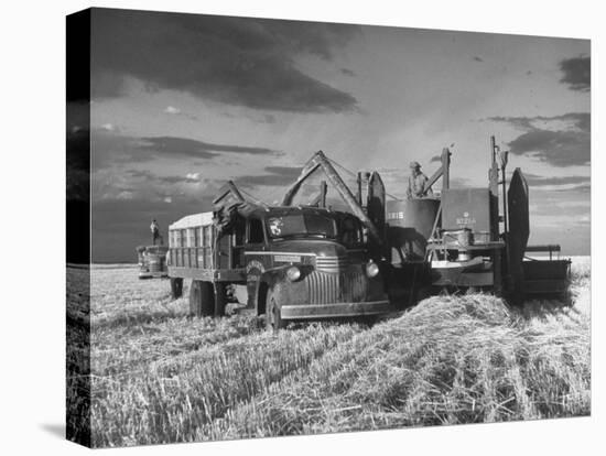 Combines and Crews Harvesting Wheat, Loading into Trucks to Transport to Storage-Joe Scherschel-Premier Image Canvas
