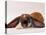 Comical Long Eared Rabbit-John Dominis-Premier Image Canvas