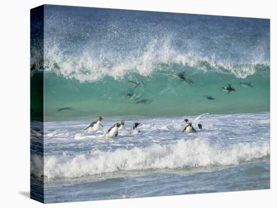 Coming ashore on Saunders Island. Rockhopper Penguin. Falkland Islands in January.-Martin Zwick-Premier Image Canvas