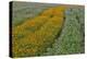 Commercially Grown Cosmos Flowers in Beautiful Patterned Rows-Darrell Gulin-Premier Image Canvas