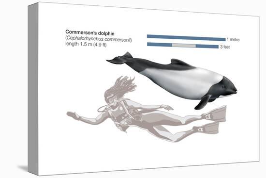 Commerson's Dolphin (Cephalorhynchus Commersonii), Mammals-Encyclopaedia Britannica-Stretched Canvas