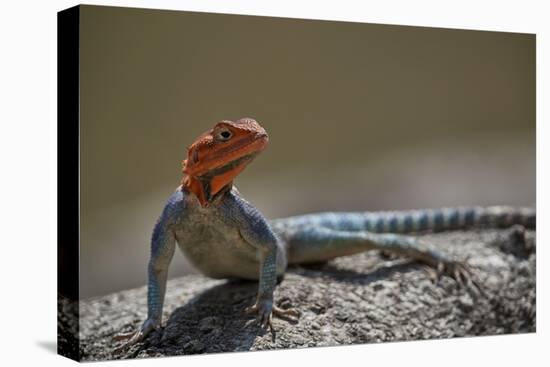 Common agama (red-headed rock agama) (rainbow agama) (Agama agama), male, Ruaha National Park, Tanz-James Hager-Premier Image Canvas