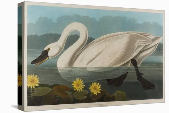 Common American Swan, 1838-John James Audubon-Premier Image Canvas