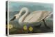 Common American Swan, 1838-John James Audubon-Premier Image Canvas