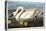 Common American Swan. Whistling Swan-John James Audubon-Premier Image Canvas