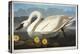 Common American Swan. Whistling Swan-John James Audubon-Premier Image Canvas