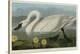 Common American Swan-John James Audubon-Stretched Canvas