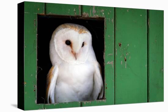 Common barn owl (Tyto alba) sitting in barn door, Yorkshire, England-Karen Deakin-Premier Image Canvas