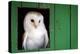 Common barn owl (Tyto alba) sitting in barn door, Yorkshire, England-Karen Deakin-Premier Image Canvas