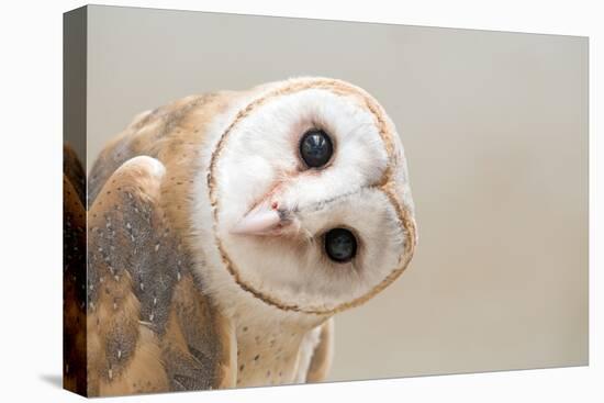 Common Barn Owl ( Tyto Albahead ) Head close Up-Anan Kaewkhammul-Premier Image Canvas