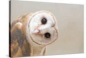 Common Barn Owl ( Tyto Albahead ) Head close Up-Anan Kaewkhammul-Premier Image Canvas