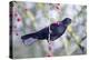 Common Blackbird Hanging from Hawthorn Bush-null-Premier Image Canvas