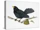 Common Blackbird (Turdus Merula), Turdidae-null-Premier Image Canvas