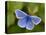 Common Blue Butterfly Dunsdon Nature Reserve, Near Holsworthy, Devon, UK-Ross Hoddinott-Premier Image Canvas