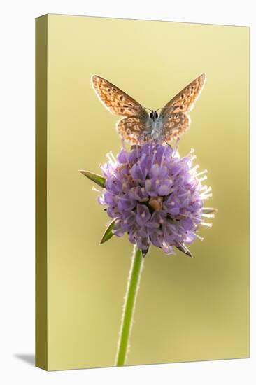 Common blue butterfly resting on Devil's bit scabious, UK-Ross Hoddinott-Premier Image Canvas